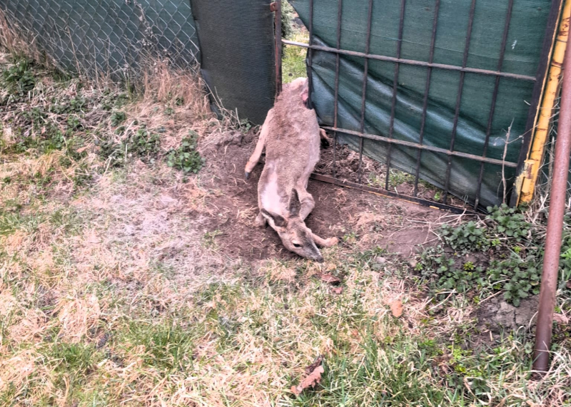 3/4 Sarna utknęła w metalowym ogrodzeniu przy działkach