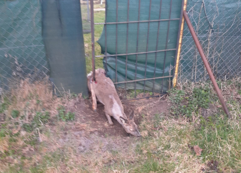 4/4 Sarna utknęła w metalowym ogrodzeniu przy działkach