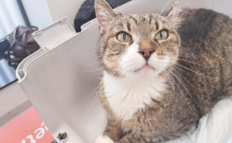 1/5 Pomóżmy uratować kota Filemona. Trwa zbiórka na operację guza