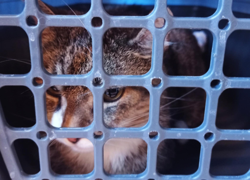 2/5 Pomóżmy uratować kota Filemona. Trwa zbiórka na operację guza