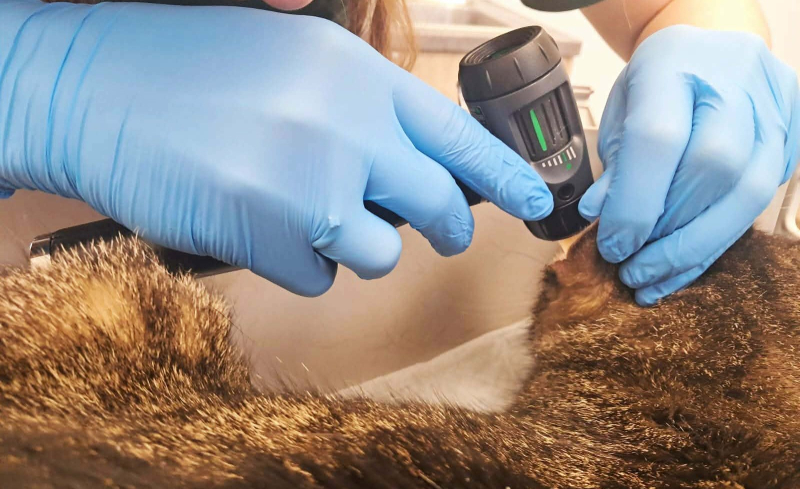 3/5 Pomóżmy uratować kota Filemona. Trwa zbiórka na operację guza