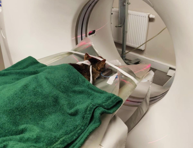 4/5 Pomóżmy uratować kota Filemona. Trwa zbiórka na operację guza