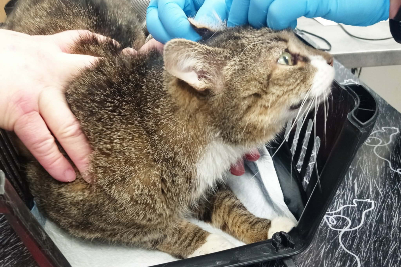 5/5 Pomóżmy uratować kota Filemona. Trwa zbiórka na operację guza