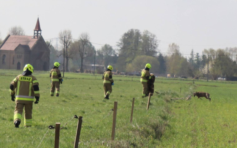 1/5 Strażacy uratowali jelonka zaplątanego w drut w Jasińcu