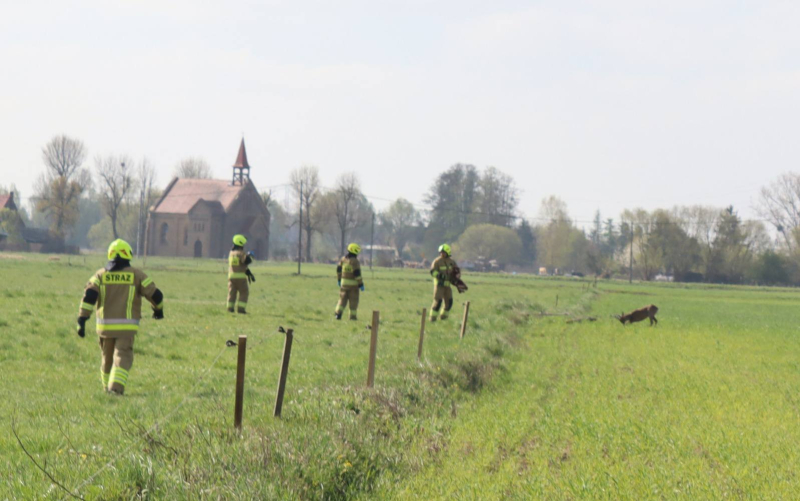 2/5 Strażacy uratowali jelonka zaplątanego w drut w Jasińcu