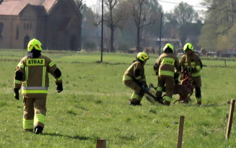 3/5 Strażacy uratowali jelonka zaplątanego w drut w Jasińcu