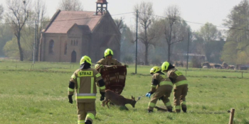 Strażacy uratowali jelonka zaplątanego w drut w Jasińcu
