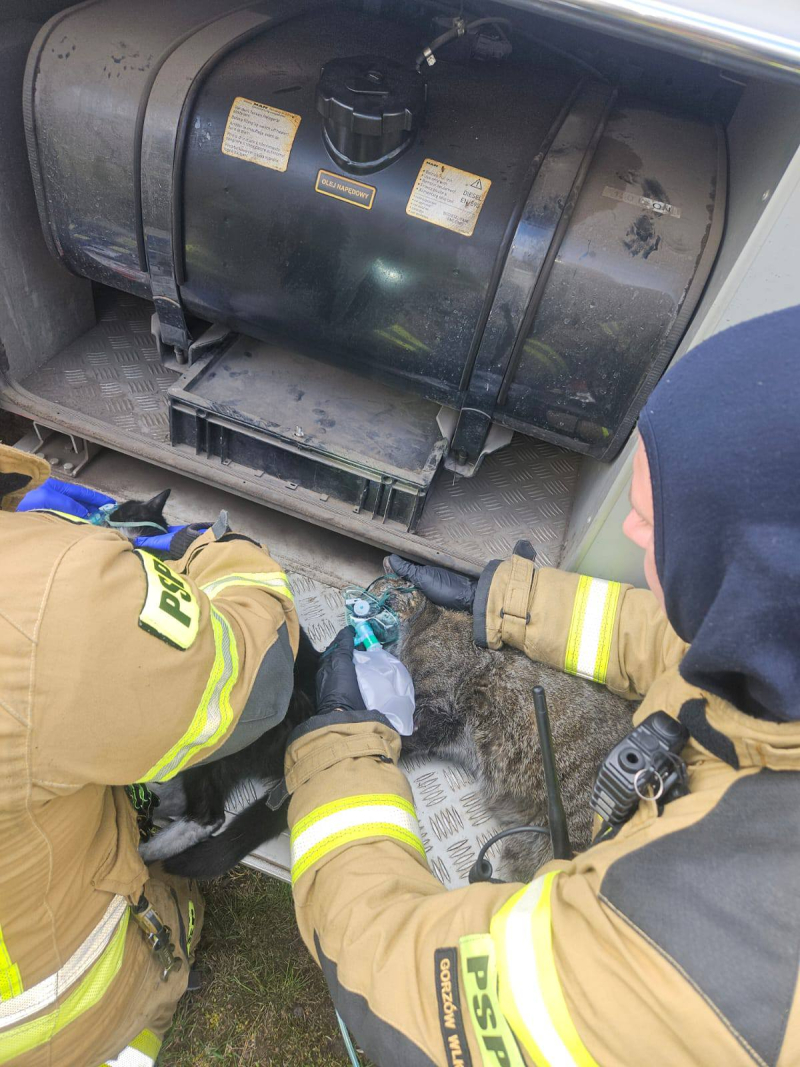 1/8 Pożar domu w Tarnowie. Uratowano dwa koty