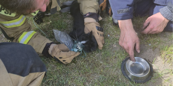 Pożar domu w Tarnowie. Uratowano dwa koty