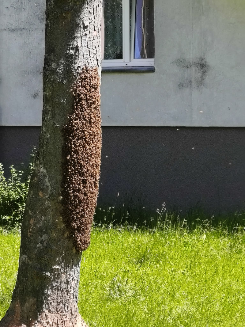 1/6 Ogromny rój pszczół na drzewie przy ul. Reja w Gorzowie