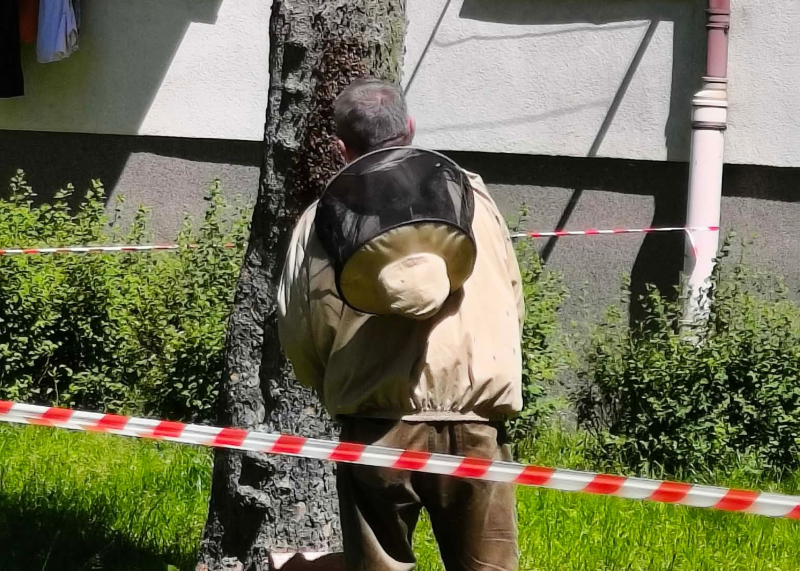 2/6 Ogromny rój pszczół na drzewie przy ul. Reja w Gorzowie