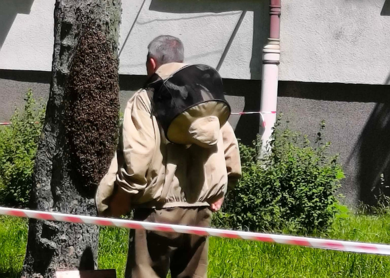 3/6 Ogromny rój pszczół na drzewie przy ul. Reja w Gorzowie