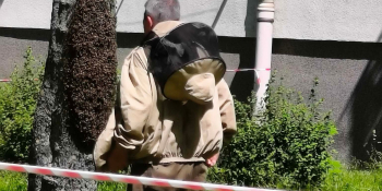 Ogromny rój pszczół na drzewie