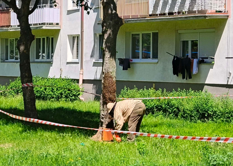 4/6 Ogromny rój pszczół na drzewie przy ul. Reja w Gorzowie