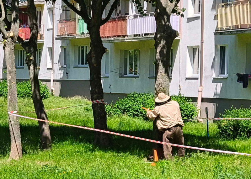 5/6 Ogromny rój pszczół na drzewie przy ul. Reja w Gorzowie