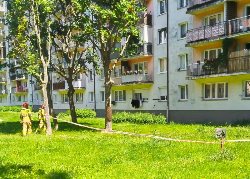 6/6 Ogromny rój pszczół na drzewie przy ul. Reja w Gorzowie