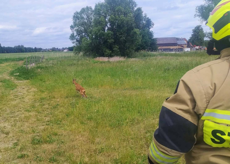 2/5 Koziołek utknął w płocie posesji w Łagodzinie