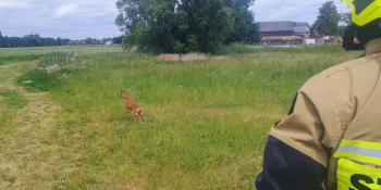 Koziołek utknął w płocie. Uratowali go strażacy