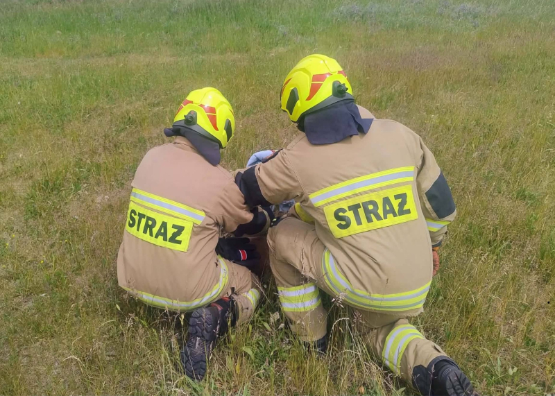 3/5 Koziołek utknął w płocie posesji w Łagodzinie