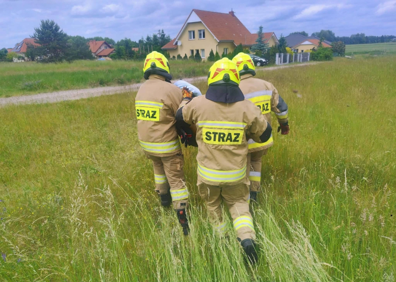 5/5 Koziołek utknął w płocie posesji w Łagodzinie