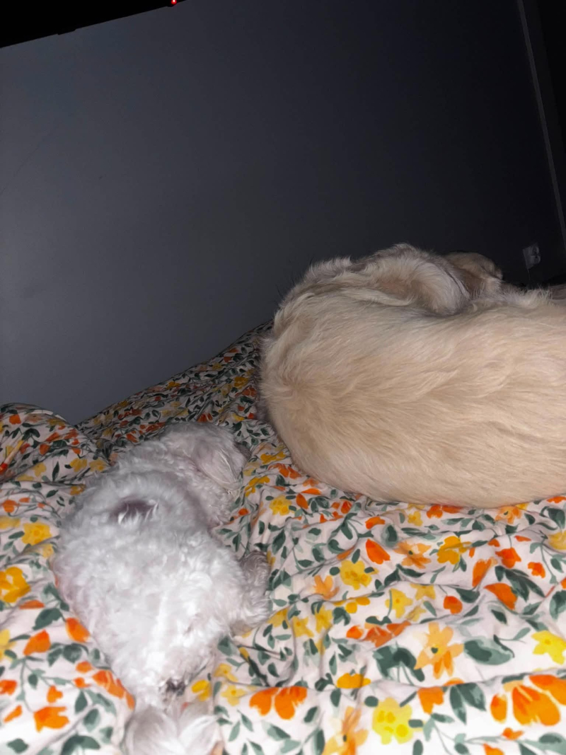 1/3 Dwa skrajnie zaniedbane czworonogi odebrane właścicielowi