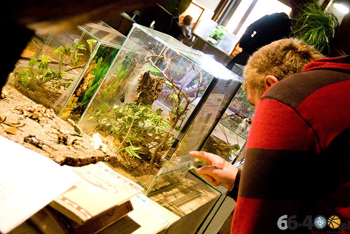 4/16 Gorzów Spichlerz: Wystawa tarantul i owadów