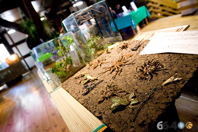 6/16 Gorzów Spichlerz: Wystawa tarantul i owadów