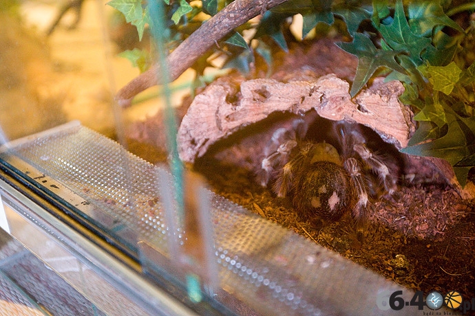 7/16 Gorzów Spichlerz: Wystawa tarantul i owadów