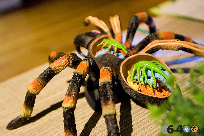 8/16 Gorzów Spichlerz: Wystawa tarantul i owadów