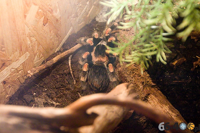 9/16 Gorzów Spichlerz: Wystawa tarantul i owadów