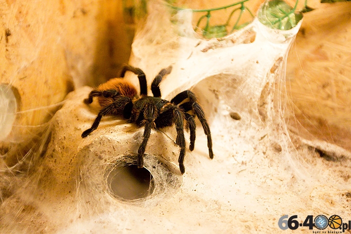 13/16 Gorzów Spichlerz: Wystawa tarantul i owadów