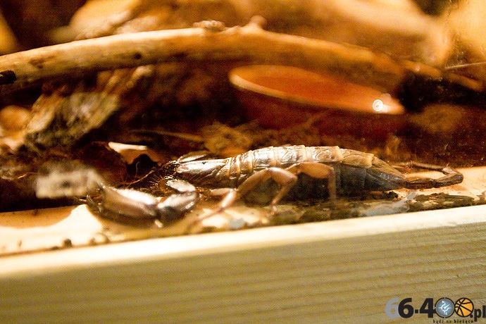 14/16 Gorzów Spichlerz: Wystawa tarantul i owadów