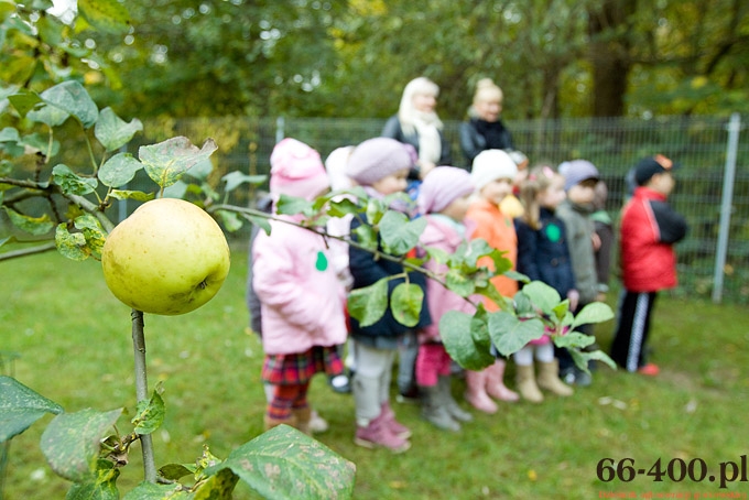 2/15 Gorzów: Dzień Jabłka - Przedszkole Miejskie nr 16