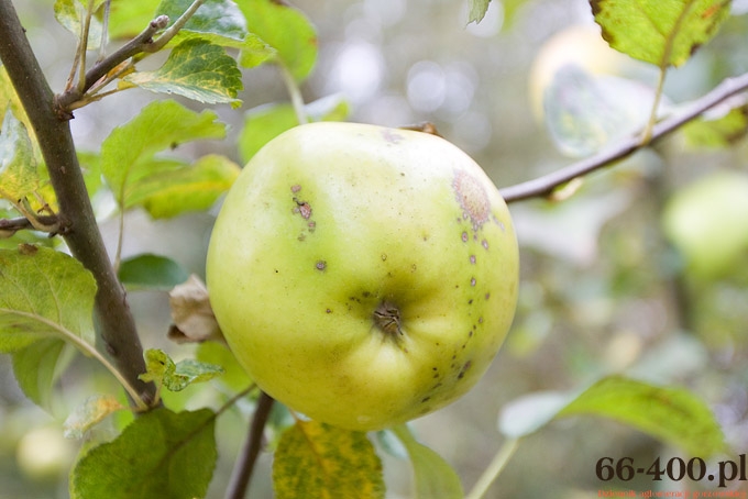 3/15 Gorzów: Dzień Jabłka - Przedszkole Miejskie nr 16