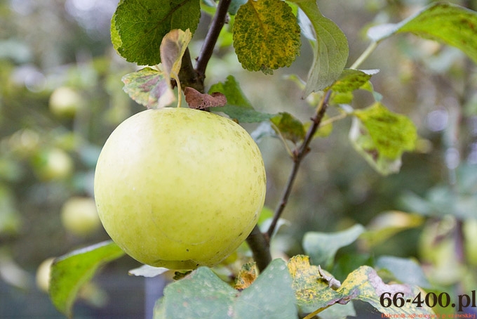 4/15 Gorzów: Dzień Jabłka - Przedszkole Miejskie nr 16