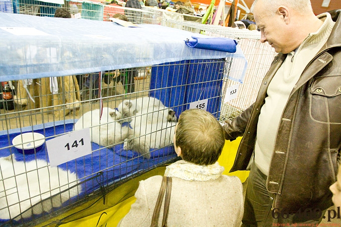 3/16 Gorzów: Międzynarodowa Wystawa Kotów Rasowych