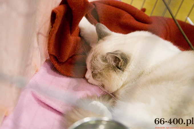 4/16 Gorzów: Międzynarodowa Wystawa Kotów Rasowych