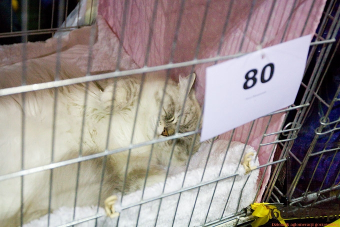 5/16 Gorzów: Międzynarodowa Wystawa Kotów Rasowych