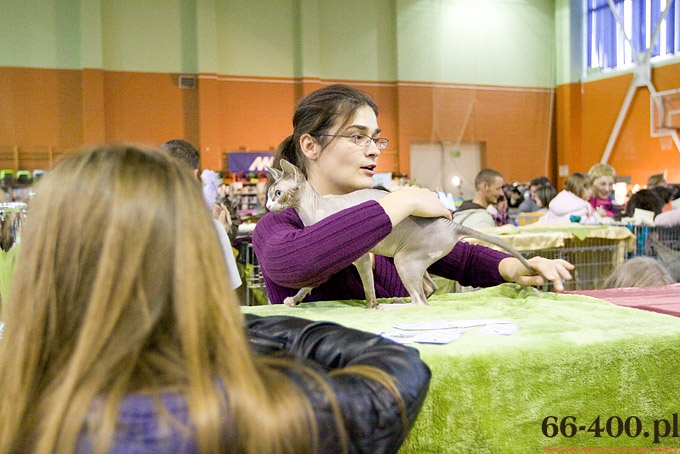 6/16 Gorzów: Międzynarodowa Wystawa Kotów Rasowych