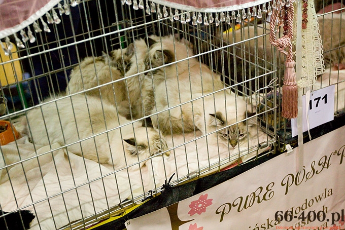 7/16 Gorzów: Międzynarodowa Wystawa Kotów Rasowych