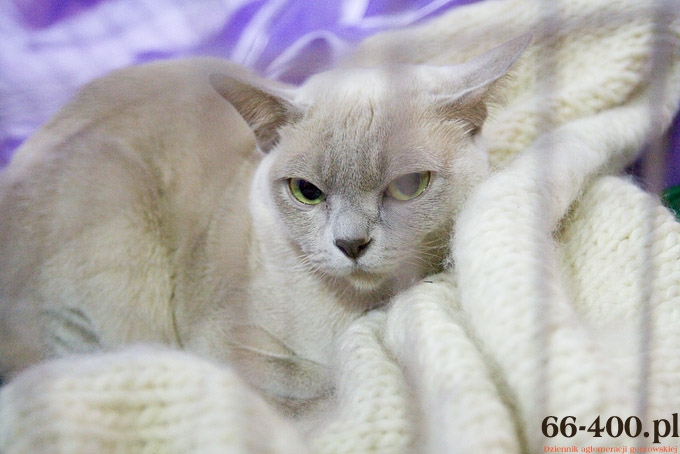 8/16 Gorzów: Międzynarodowa Wystawa Kotów Rasowych