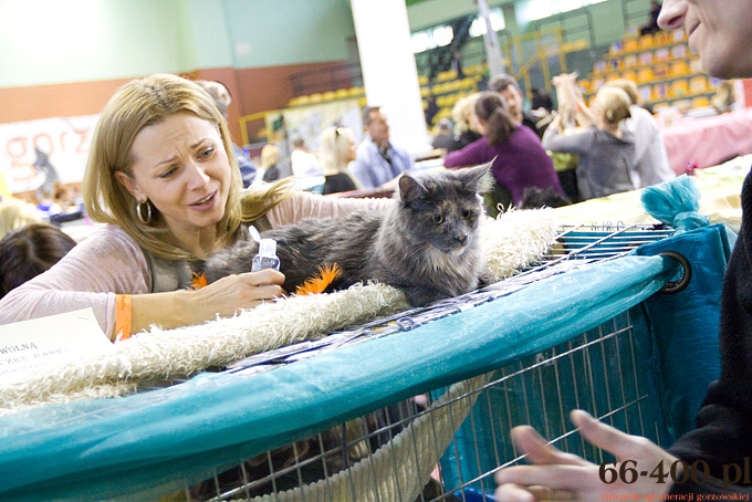 12/16 Gorzów: Międzynarodowa Wystawa Kotów Rasowych