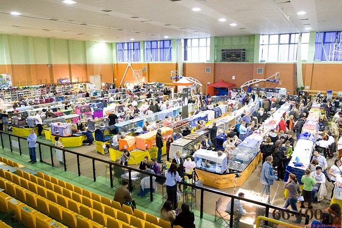 13/16 Gorzów: Międzynarodowa Wystawa Kotów Rasowych