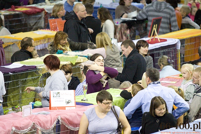 14/16 Gorzów: Międzynarodowa Wystawa Kotów Rasowych