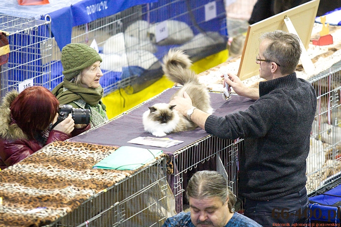 15/16 Gorzów: Międzynarodowa Wystawa Kotów Rasowych