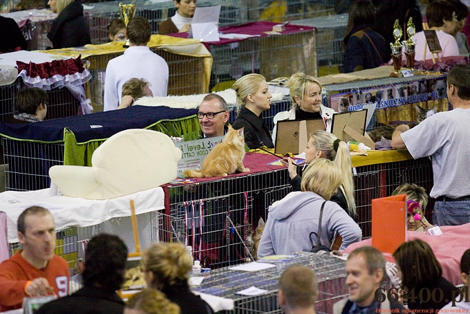 16/16 Gorzów: Międzynarodowa Wystawa Kotów Rasowych