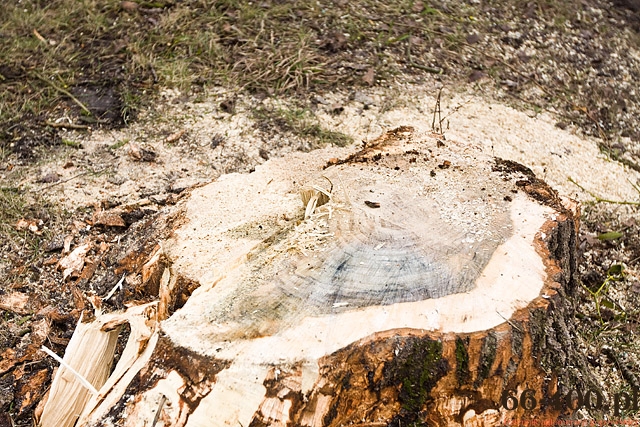 4/13 Gorzów: Wycinka drzew na ul. Kobylogórskiej 