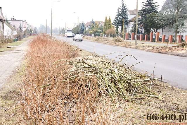 5/13 Gorzów: Wycinka drzew na ul. Kobylogórskiej 