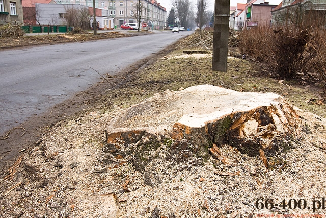 6/13 Gorzów: Wycinka drzew na ul. Kobylogórskiej 