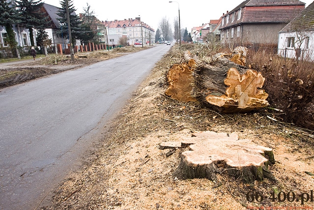 8/13 Gorzów: Wycinka drzew na ul. Kobylogórskiej 